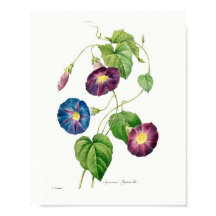  botanische illustratie Morning Glory