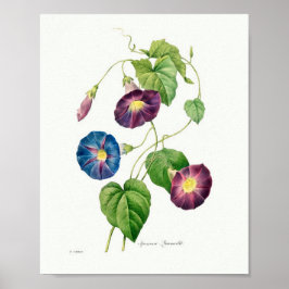  botanische illustratie Morning Glory Poster