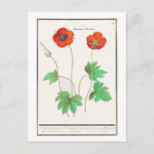 botanische illustratie papaverbloemen briefkaart (Voorkant)