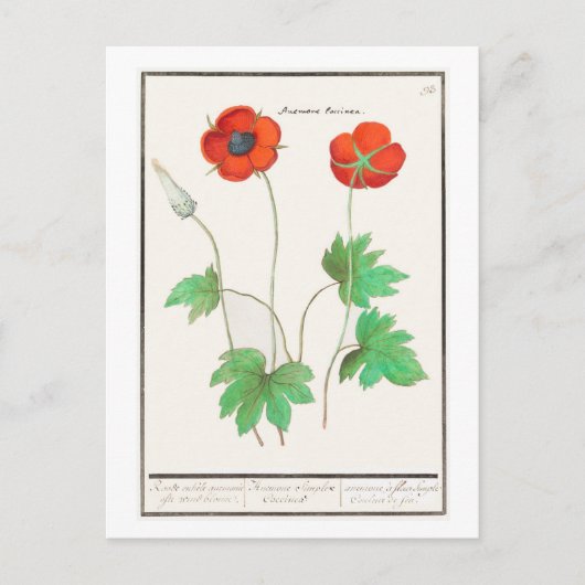  botanische illustratie papaverbloemen briefkaart (Voorkant)