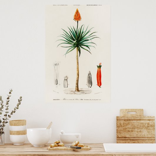 botanische illustratie poster (Keuken)
