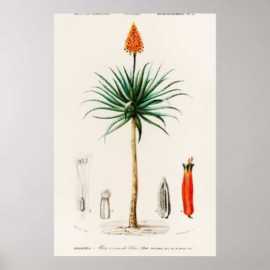  botanische illustratie poster (Voorkant)