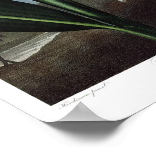  botanische illustratie poster (Hoek)