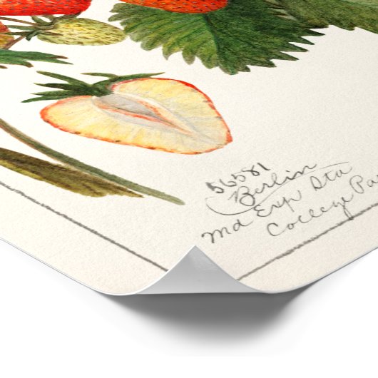  botanische illustratie poster (Hoek)