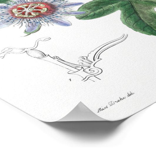 botanische illustratie poster (Hoek)