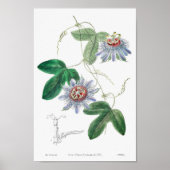 botanische illustratie poster (Voorkant)