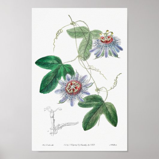  botanische illustratie poster (Voorkant)