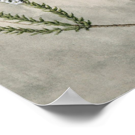 botanische illustratie poster (Hoek)