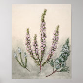 botanische illustratie poster (Voorkant)