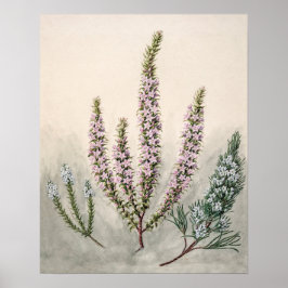  botanische illustratie poster