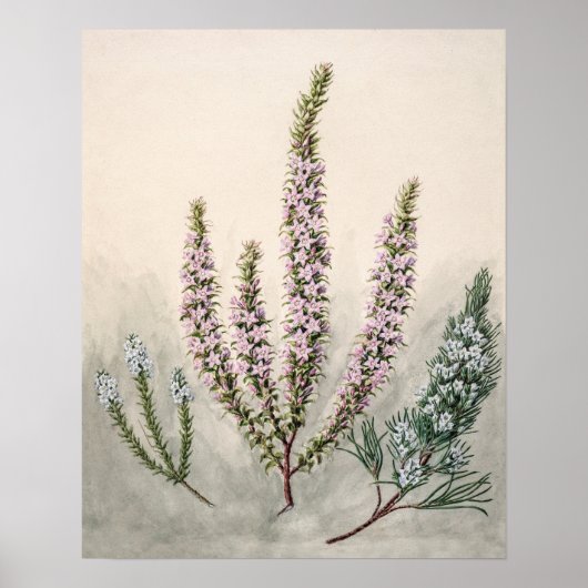  botanische illustratie poster (Voorkant)