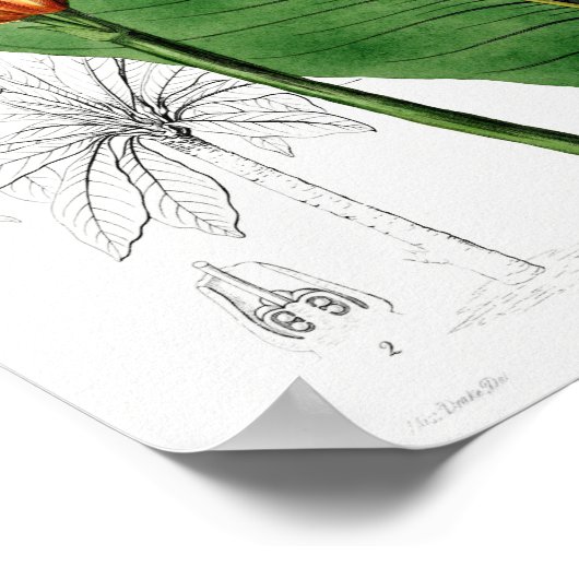  botanische illustratie poster (Hoek)