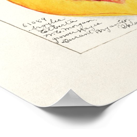  botanische illustratie poster (Hoek)