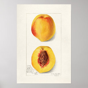 botanische illustratie poster
