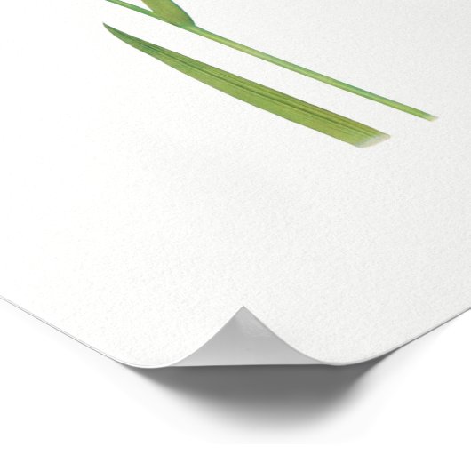 botanische illustratie poster (Hoek)