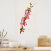  botanische illustratie poster (Keuken)