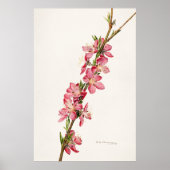 botanische illustratie poster (Voorkant)