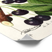  botanische illustratie poster (Hoek)
