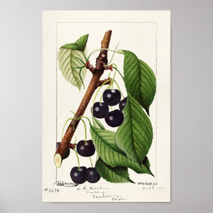  botanische illustratie poster