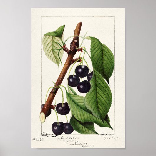  botanische illustratie poster (Voorkant)