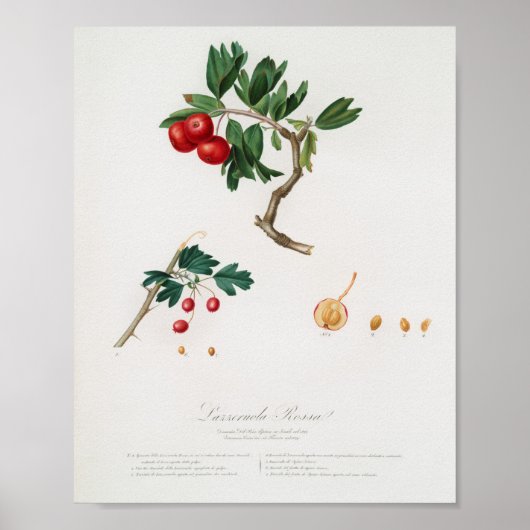 botanische illustratie poster (Voorkant)