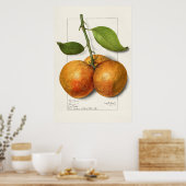  botanische illustratie poster (Keuken)