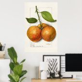  botanische illustratie poster (Thuiskantoor)