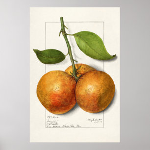  botanische illustratie poster