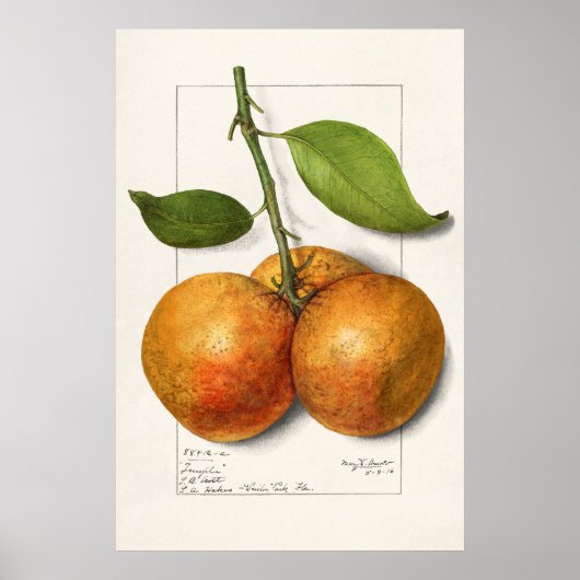  botanische illustratie poster (Voorkant)