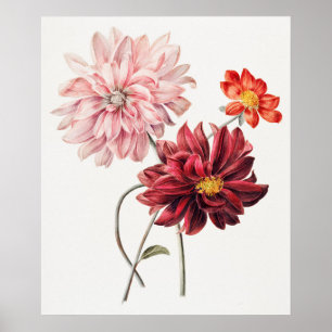  botanische illustratie poster