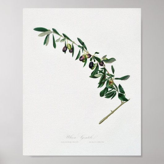  botanische illustratie poster (Voorkant)