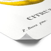 botanische illustratie poster (Hoek)