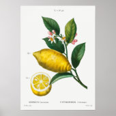 botanische illustratie poster (Voorkant)