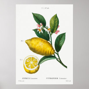  botanische illustratie poster