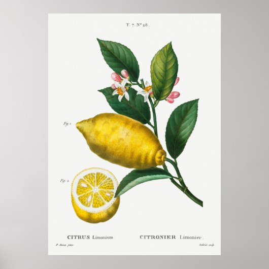 botanische illustratie poster (Voorkant)