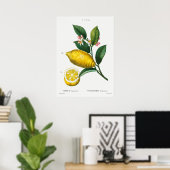 botanische illustratie poster (Thuiskantoor)