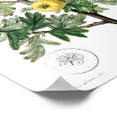  botanische illustratie poster (Hoek)