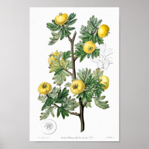 botanische illustratie poster