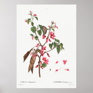  botanische illustratie poster