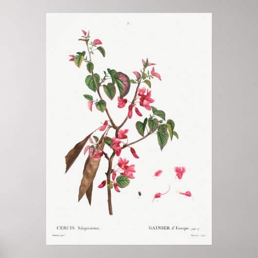  botanische illustratie poster (Voorkant)