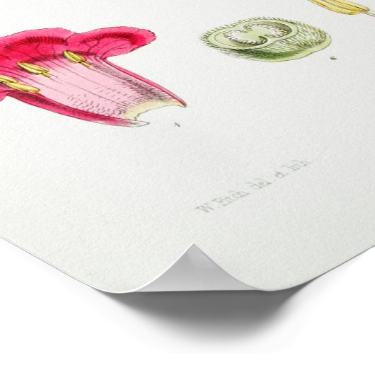  botanische illustratie poster (Hoek)