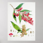  botanische illustratie poster (Voorkant)