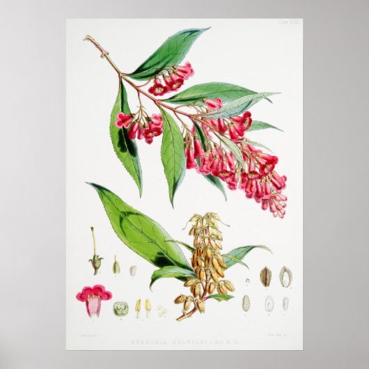  botanische illustratie poster (Voorkant)