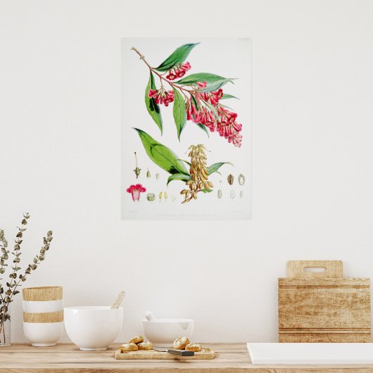  botanische illustratie poster (Keuken)