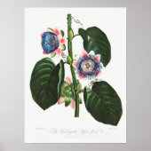  botanische illustratie poster (Voorkant)