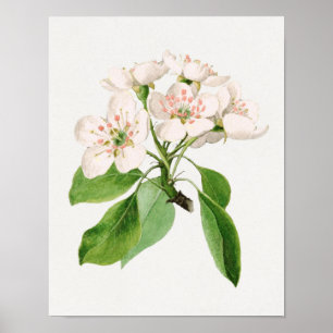  botanische illustratie poster