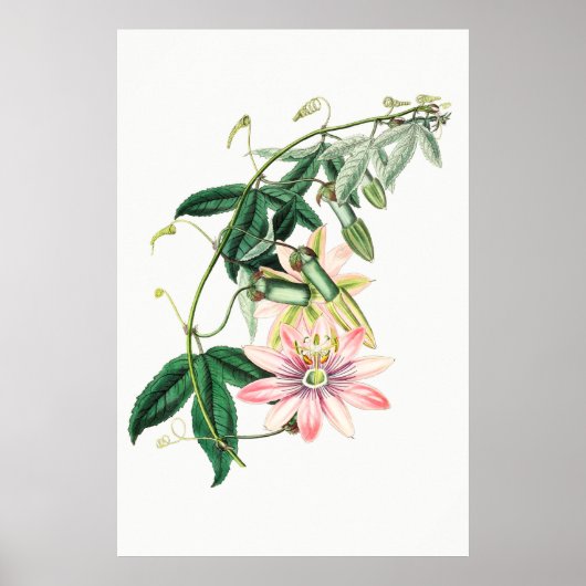  botanische illustratie poster (Voorkant)