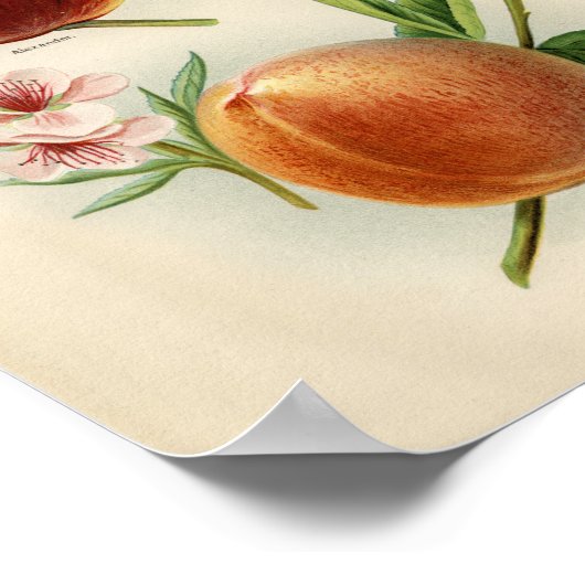  botanische illustratie poster (Hoek)