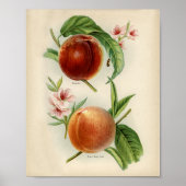  botanische illustratie poster (Voorkant)