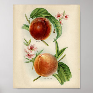 botanische illustratie poster